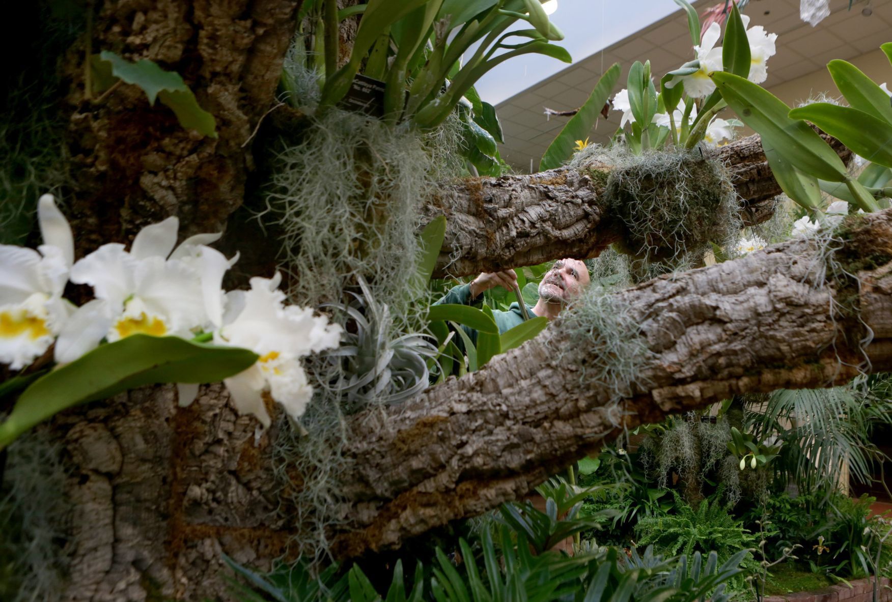 Orchid Show opens at Missouri Botanical Garden